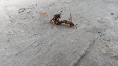 Böcek arısı çiftleşiyor.