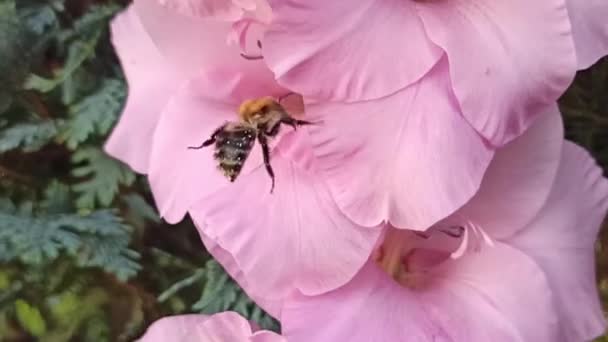 Bumblebee Pollinates Pink Gladiolus — Stock Video