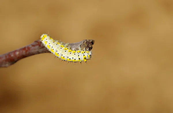 Жовтий гусениця — стокове фото