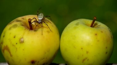 örümcek argiope bruennichi ve elma.