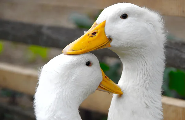 Dua bebek putih — Stok Foto