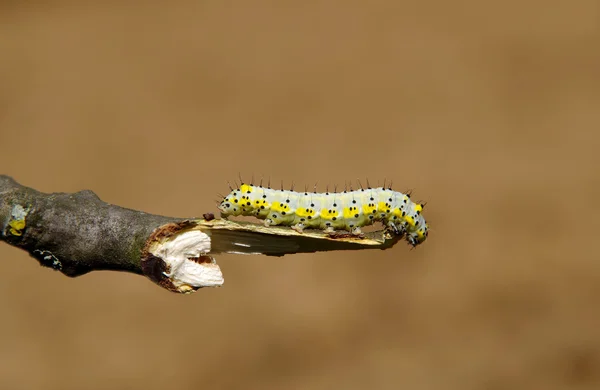 Oruga amarilla — Foto de Stock