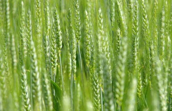 Wheat field in the wind — Stock Photo, Image