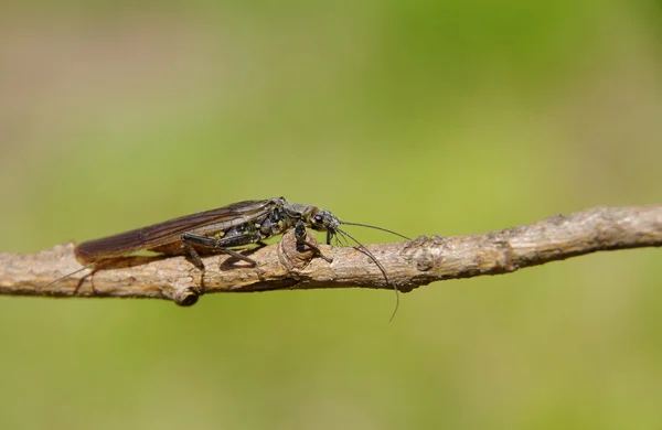 Käfer auf einem Ast — Stockfoto