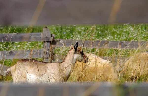 Koza a aheep v ohradě — Stock fotografie