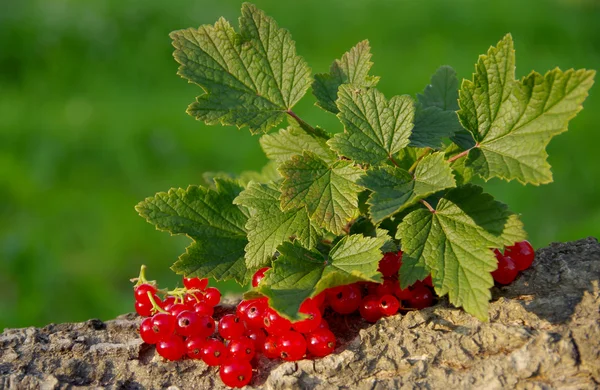 Red currant on a green background — Stock Photo, Image