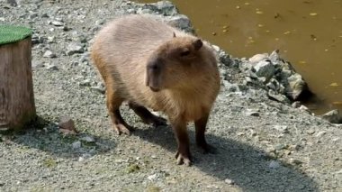 Capibara - hydrochaeris hydrochoeris