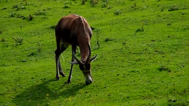 Antilope damaliscus pygargus phillipsi — Stockvideo