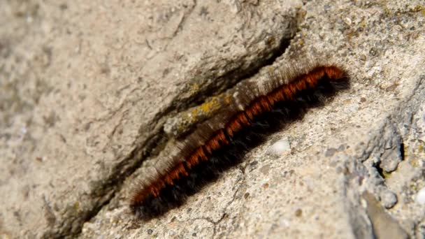 Braune Raupe auf einem Felsen — Stockvideo