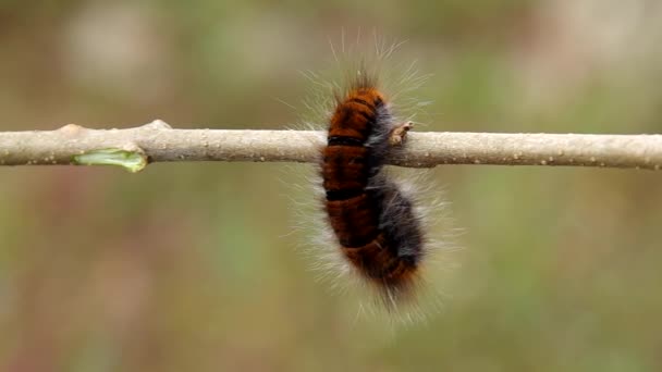 Grande chenille poilue sur la branche — Video