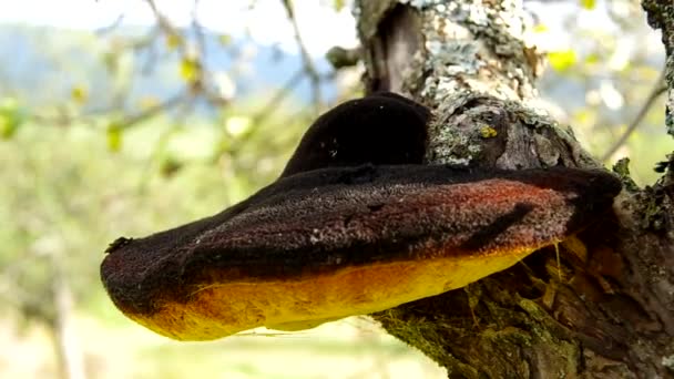 Champignon poussant sur l'arbre — Video