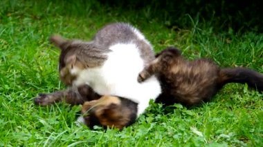 büyük ve küçük kedi oynuyor