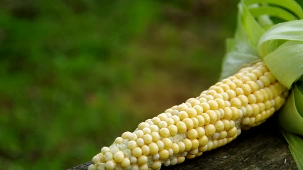 Fresh corn — Stock Video