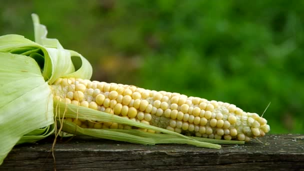 Fresh corn — Stock Video