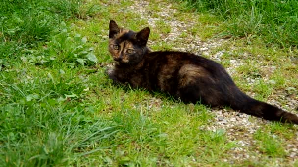 Schwarze Katze auf grünem Gras — Stockvideo