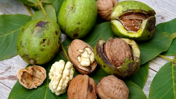 Los frutos otoñales de la naturaleza - las nueces — Vídeos de Stock