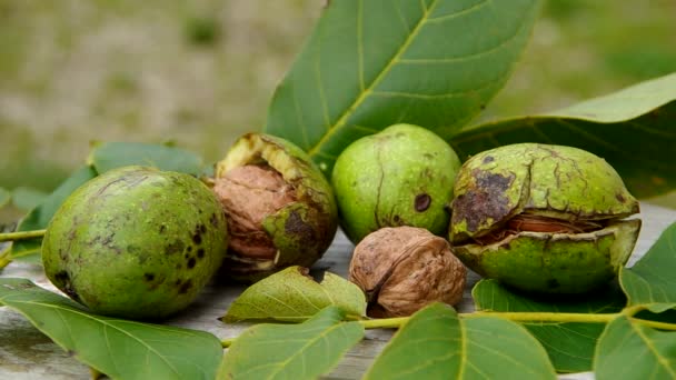 Autumn fruits of nature - walnuts — Stock Video