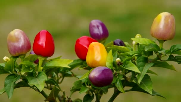 Reifung kleiner Paprika — Stockvideo