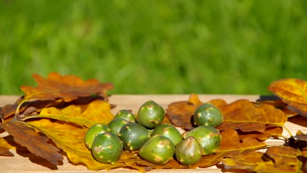 Осінні плоди природи - волоські горіхи — стокове відео