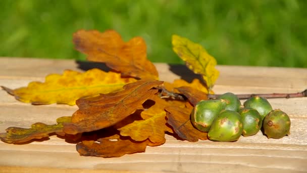 Осенние плоды природы - грецкие орехи — стоковое видео
