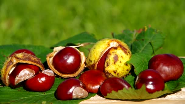 De vruchten van de natuur in de herfst, conkers — Stockvideo