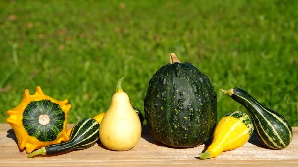 Calabazas ornamentales sobre mesa de madera — Vídeos de Stock