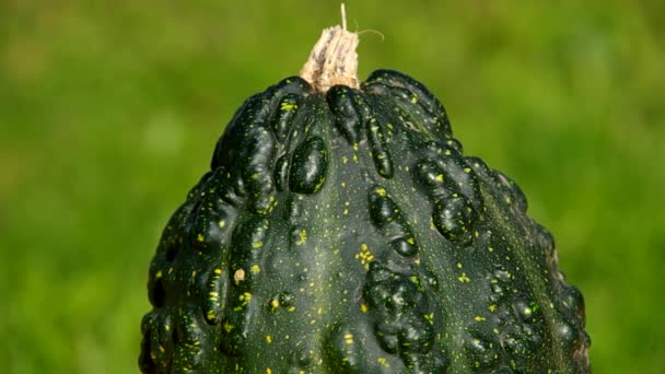 Una calabaza ornamental grande — Vídeo de stock