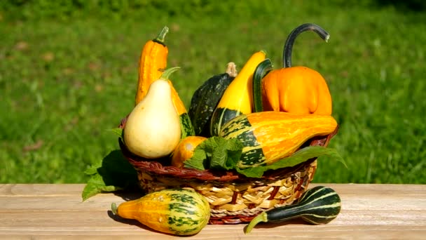 Calabazas ornamentales en cesta — Vídeos de Stock