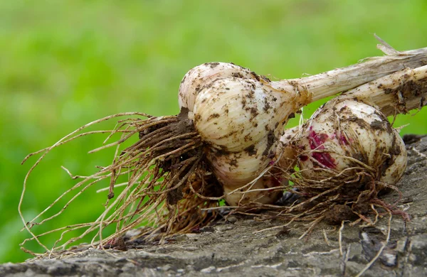 Garlic pulled out of the soil — Stock Photo, Image