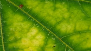 Yeşil yaprağın ayrıntıları