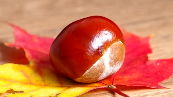 Chestnuts on colorful leaves — Stock Video