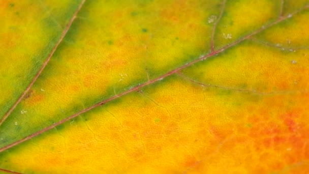Detail of colored autumn leaves — Stock Video