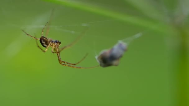 Spin op een spinnenweb — Stockvideo