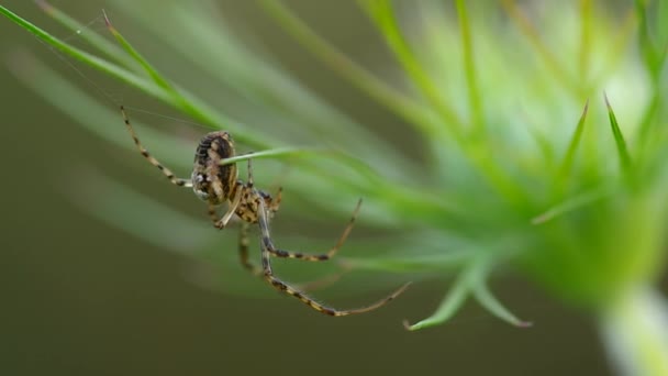 Spinne auf einem Spinnennetz — Stockvideo