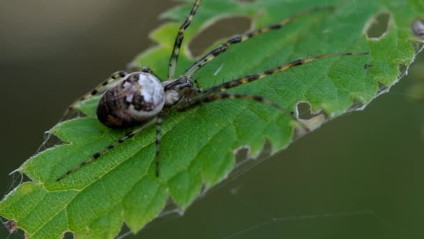Spider on green leaf — Stock Footage Spider on green leaf Stock Video