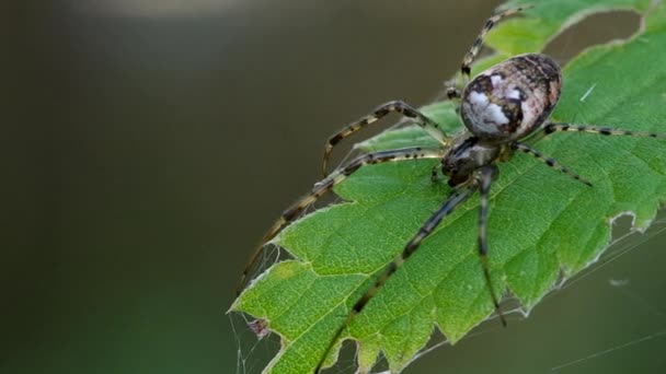 초록빛 잎에 있는 거미 — 비디오