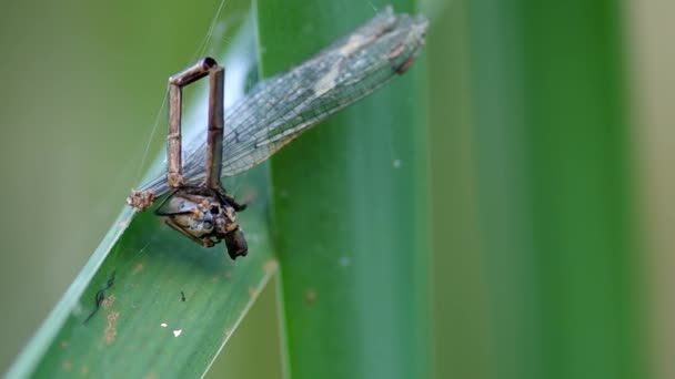 Dead dragonfly on a spider web — Stock Video