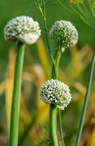 La flor de la cebolla — Foto de Stock