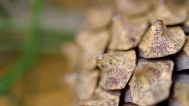 Ayrıntı çam kozalakları