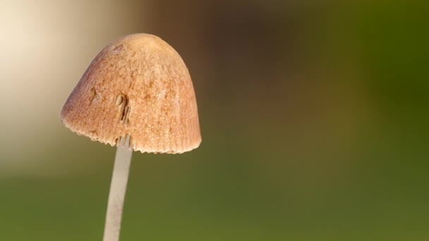 Дикие грибы — стоковое видео