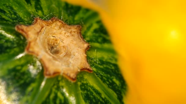 Detail of decorative pumpkins — Stock Video