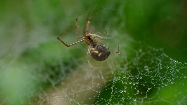 Spinne und kleine Fliege — Stockvideo