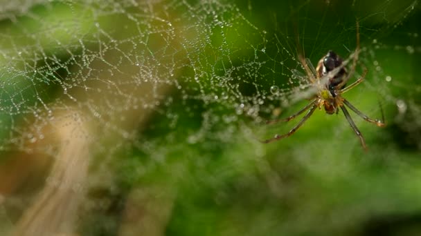 蜘蛛和小苍蝇 — 图库视频影像