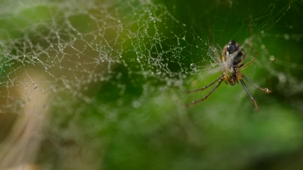 Aranha e mosca pequena — Vídeo de Stock