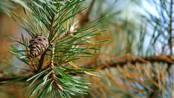 Cone on a pine tree — Stock Video