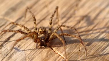 Ahşap yüzey örümcek