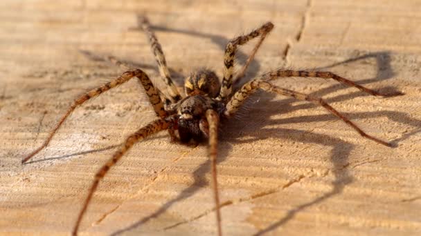 Spinne auf Holzoberfläche — Stockvideo