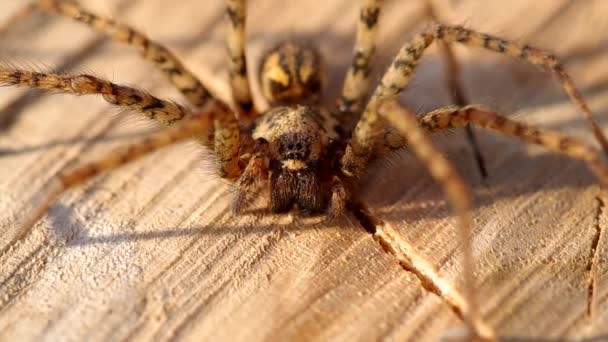 Pavouk na dřevěném povrchu — Stock video
