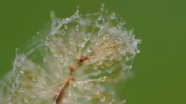 Sabah çimlerin üzerinde çiy taneleri