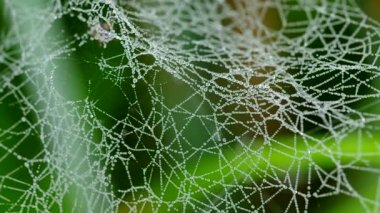 çiğ bir örümcek ağı Tarih